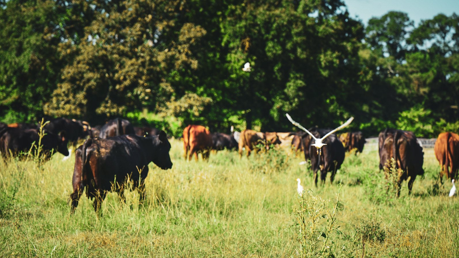 210820-cattle-egret-spring-summer-cattleDSC02779