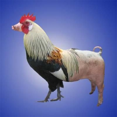 We Finally Did It: Meat the Porken We Finally Did It: Meat the Porken