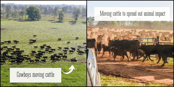 Biomimicry regenerative agriculture grazing rotation