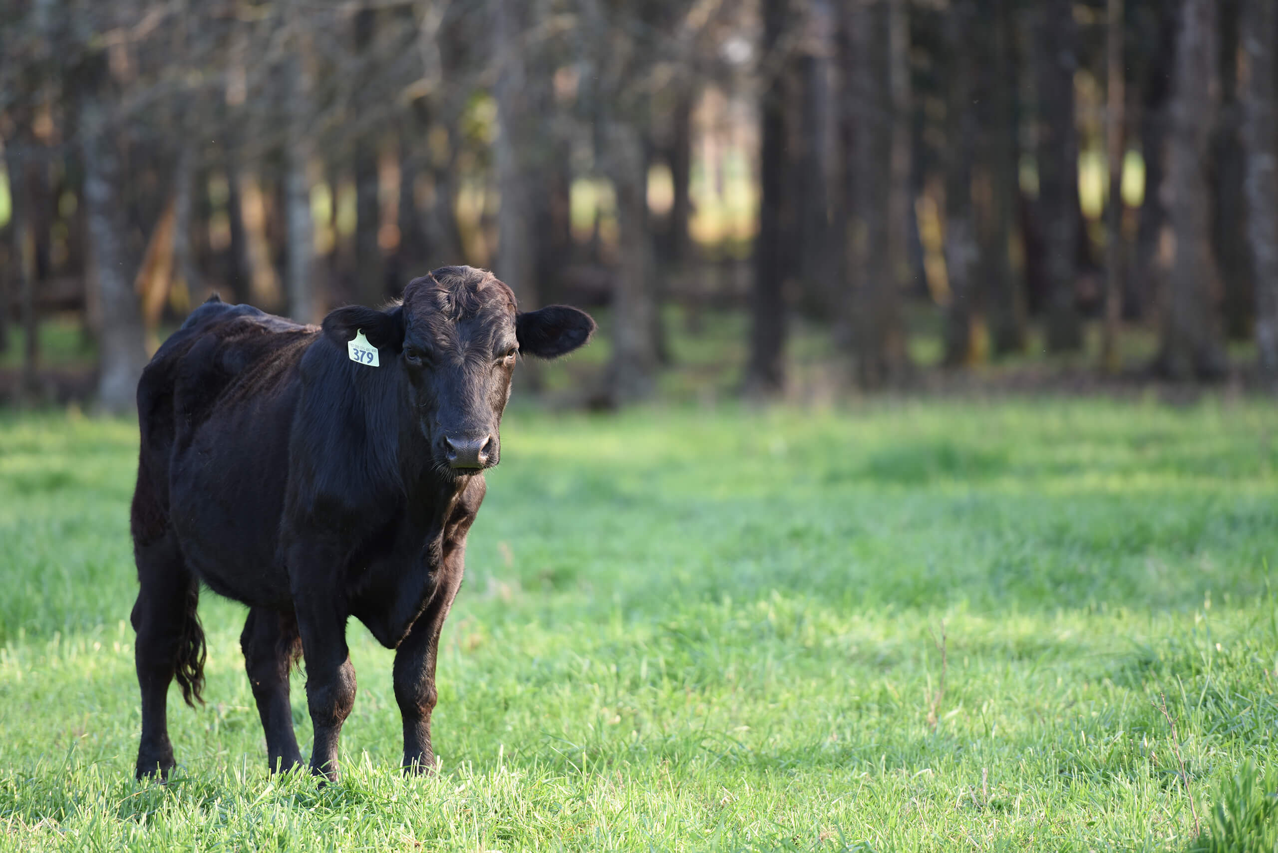 Bull on grass grassfed beef