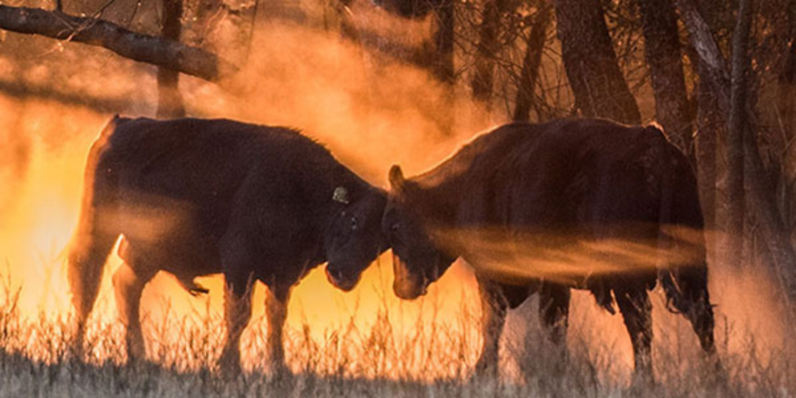 Cut the Bullsh!t; Eat the Bull Kit