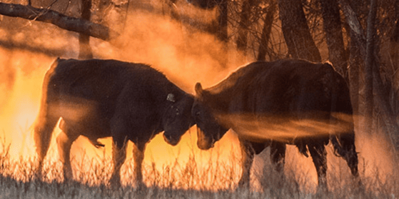 Bull-Kits-Blog-Header-2