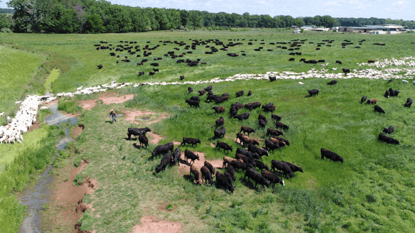 Bulls Sheep Creek Pasture