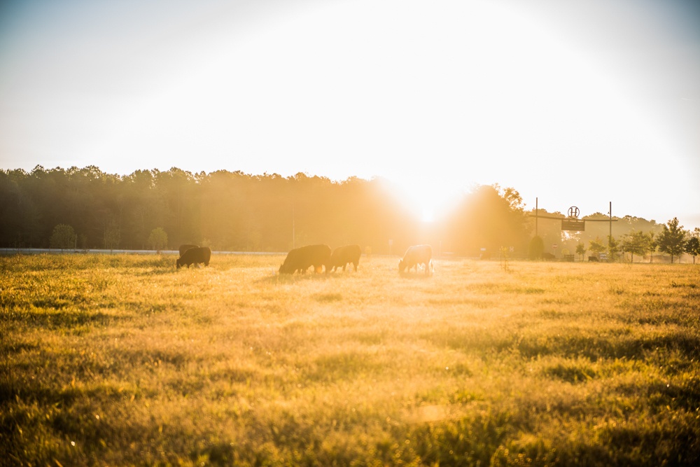 grass-fed cattle graze next to the entrance of our processing plant 