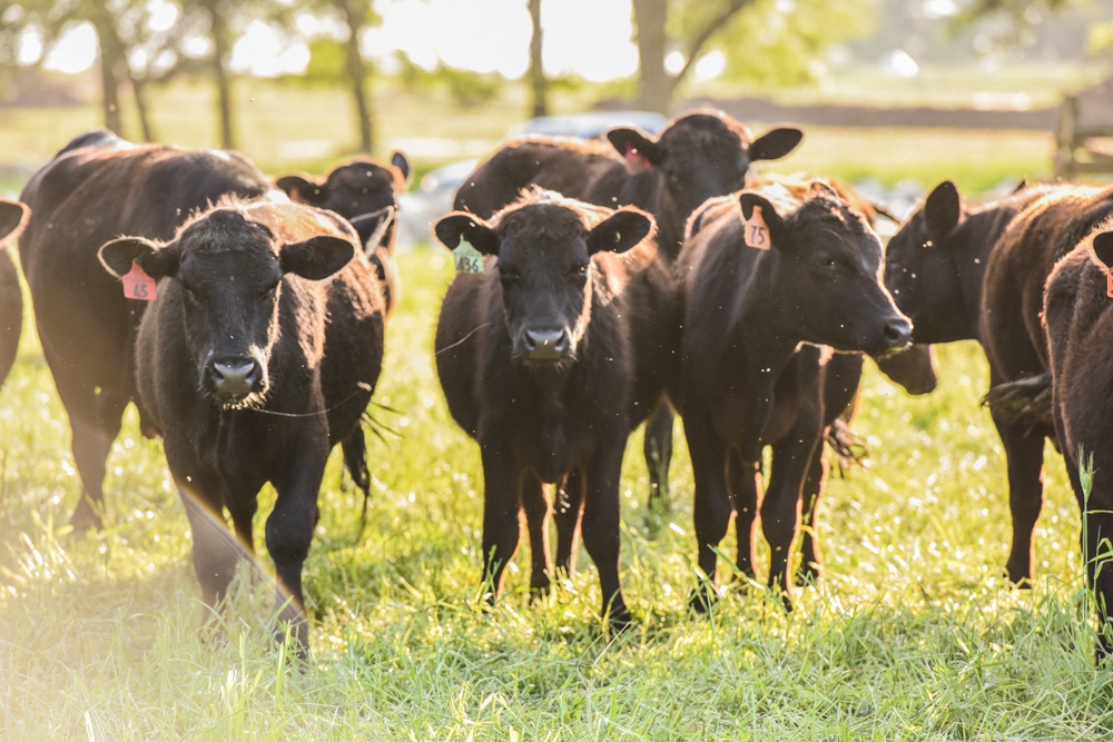 Bulls roaming pasture at sunset with drool in the wind and flies