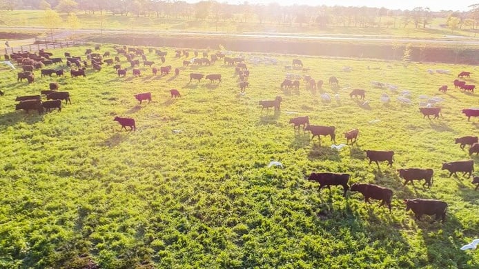 Cattle Grazing Pasture Grassfed Silicon Ranch Regenerative Energy