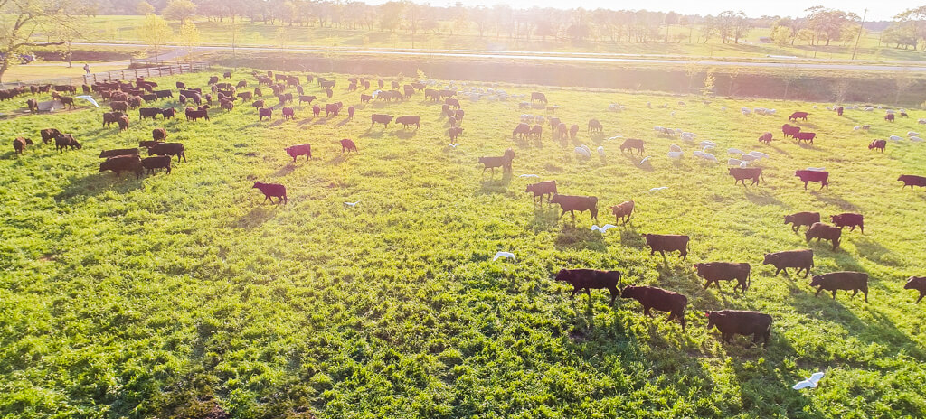 Cattle and egrets in pasture