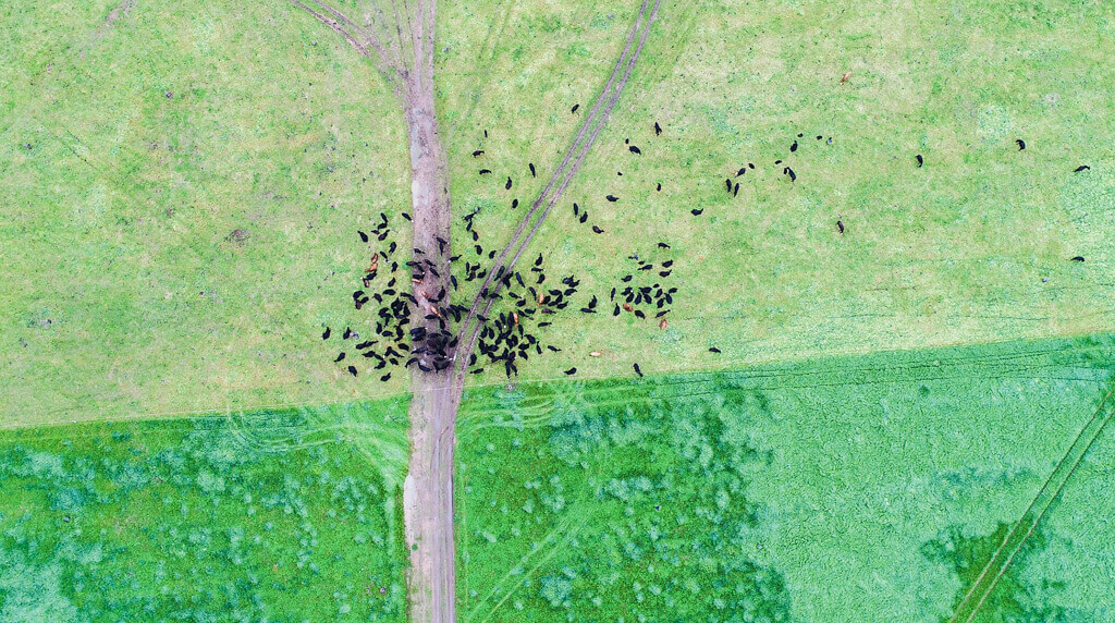 Cattle and sheep grazing half and half drone