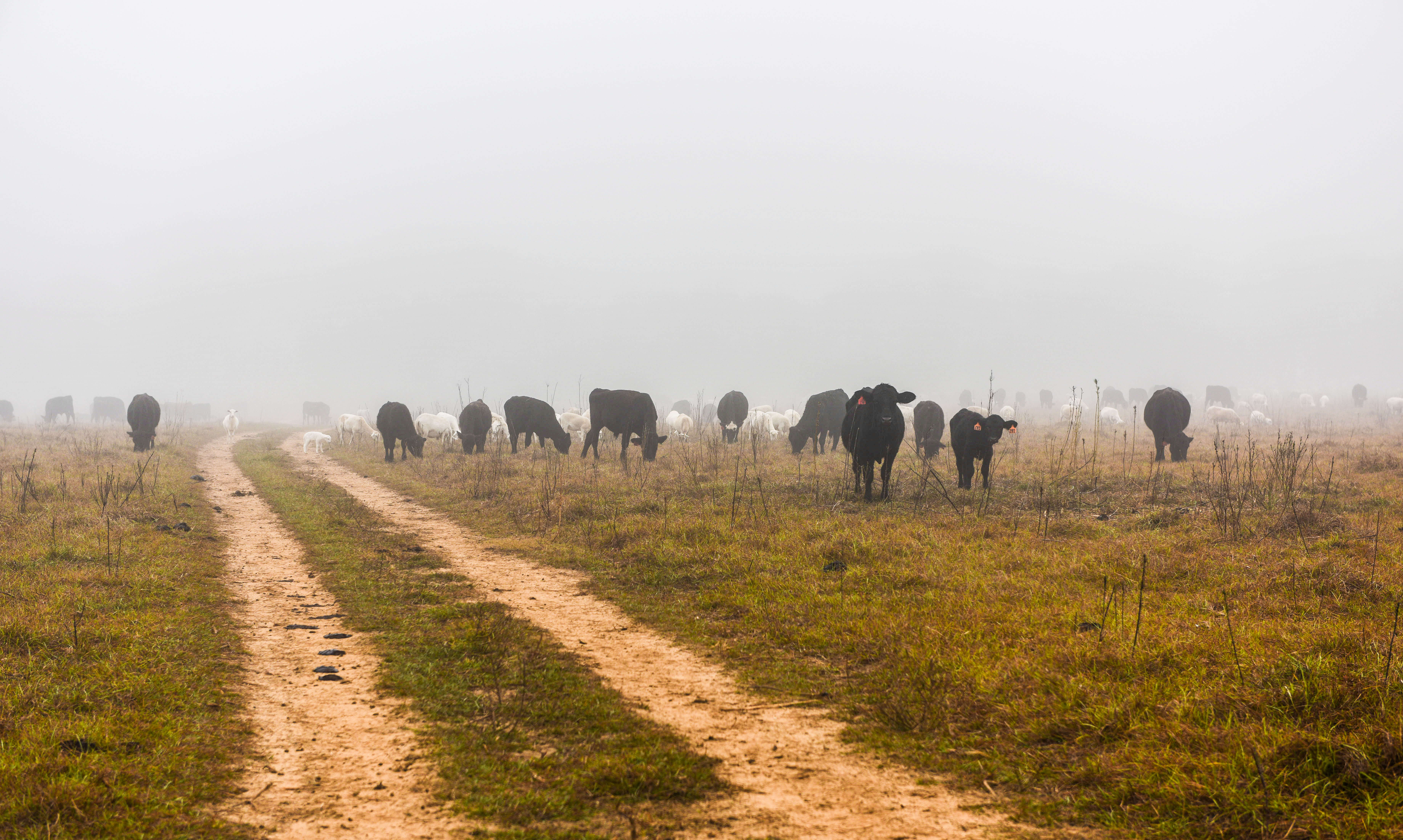 Cattle grazing in pasture