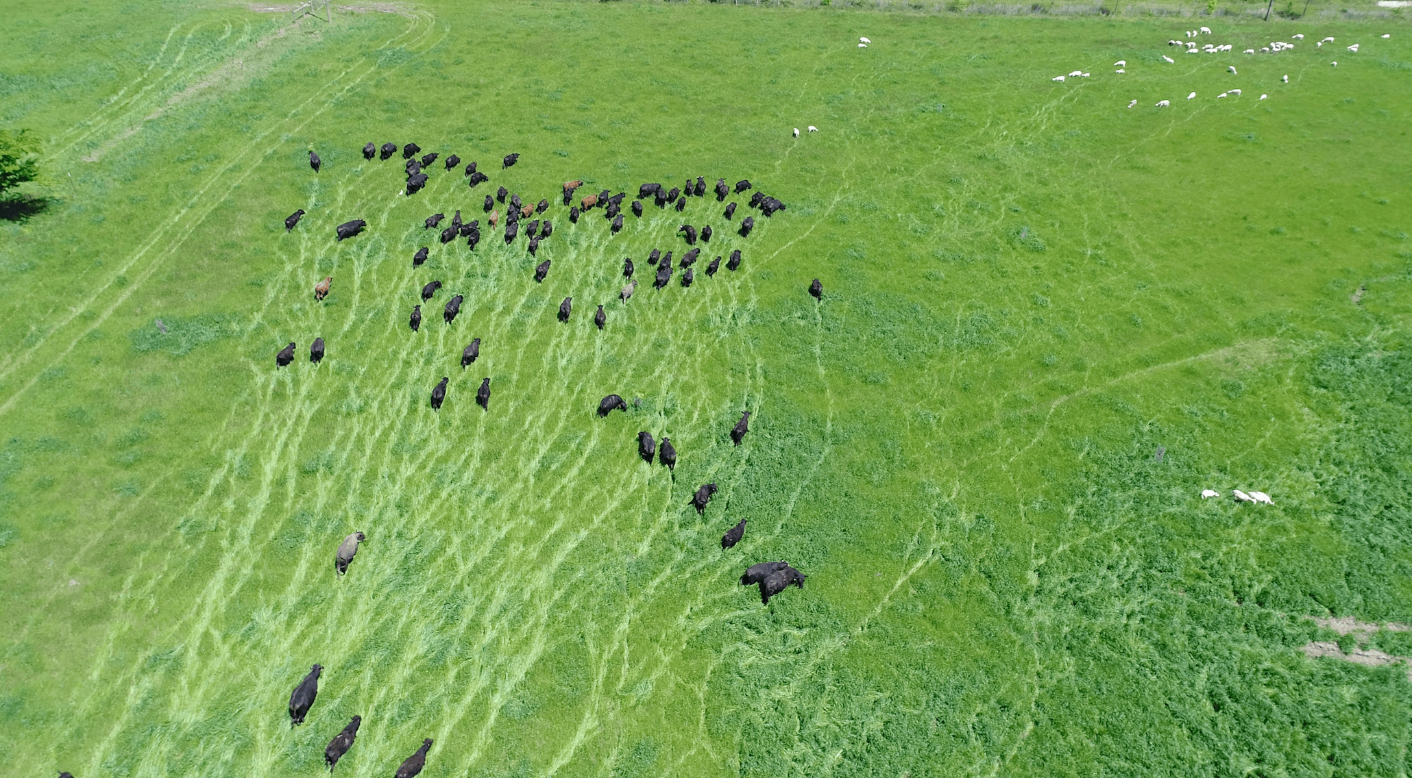 Cattle grazing new grass pasture-1