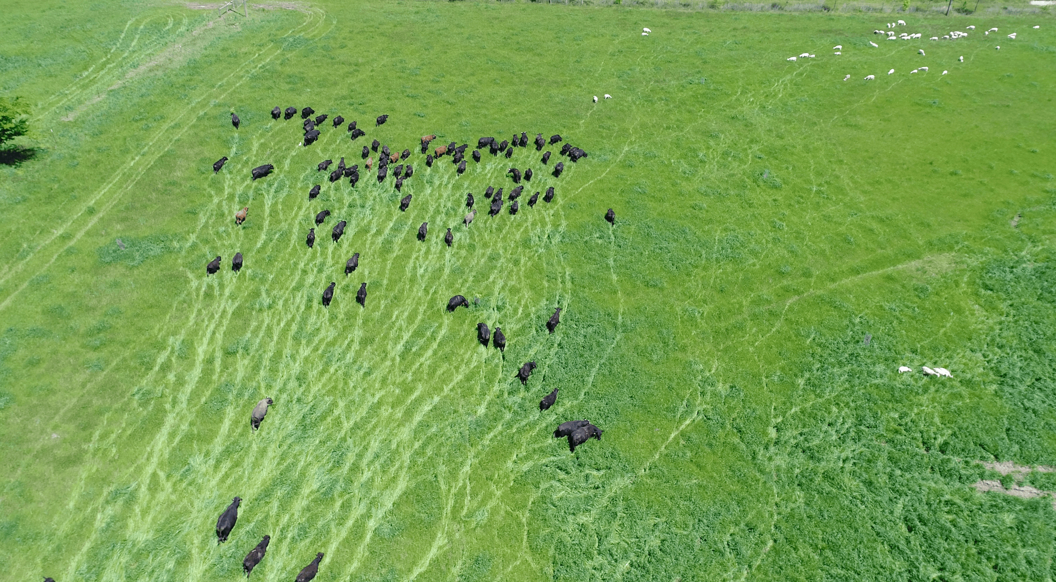 Cattle grazing new grass pasture