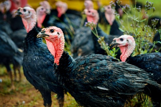 Close up pasture raised holiday turkeys