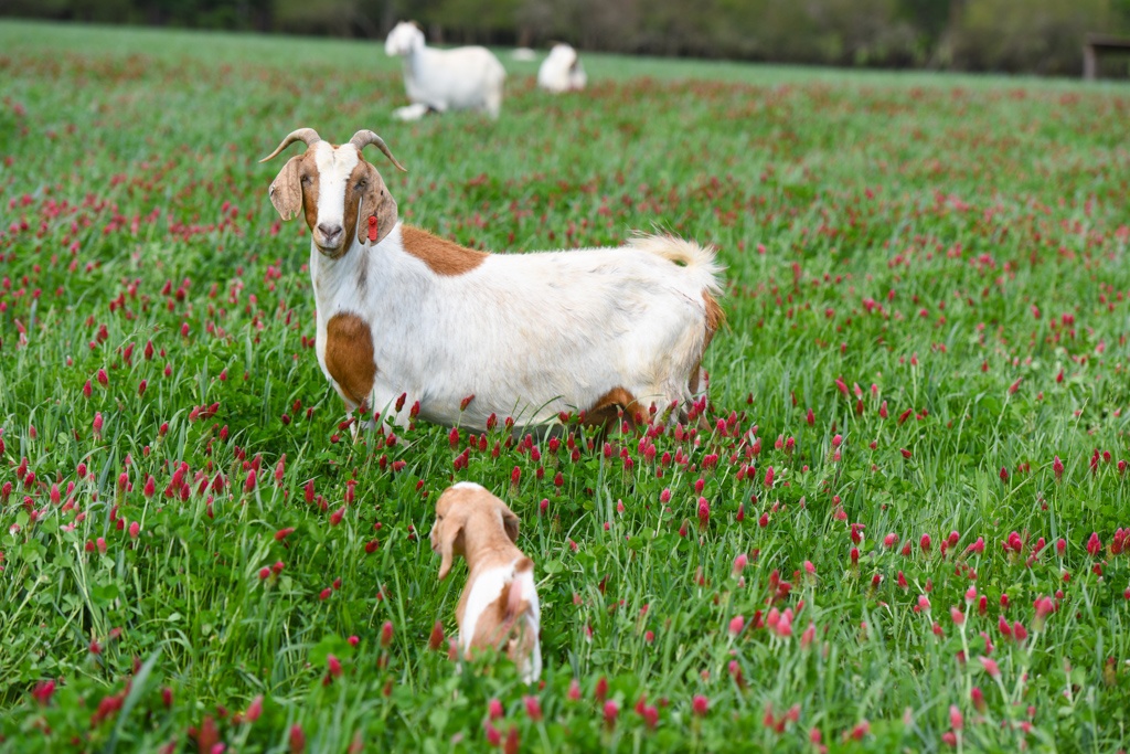 goat and kid in crimson glover cool season annuals