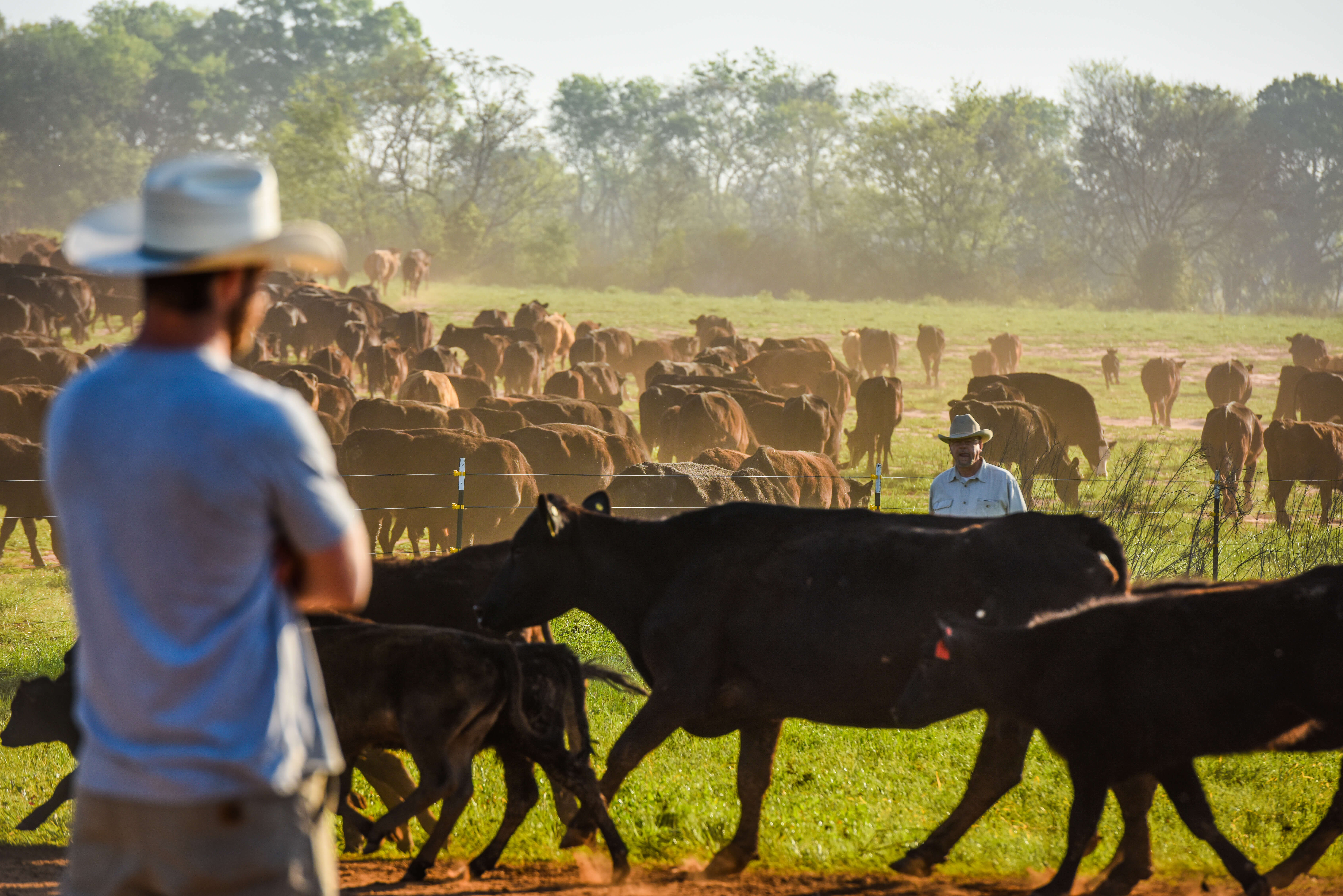 Cowboys ranchers with grassfed cattle