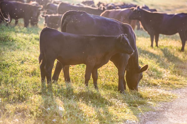 Cows in Morning Sun cattle pasture