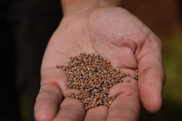 Organic Garden Manager Bilal Sarwari shows seeds that have been saved from previous plantings