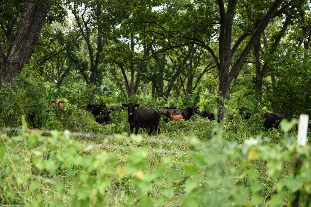 our cow-calf herd grazes in the pecan orchard