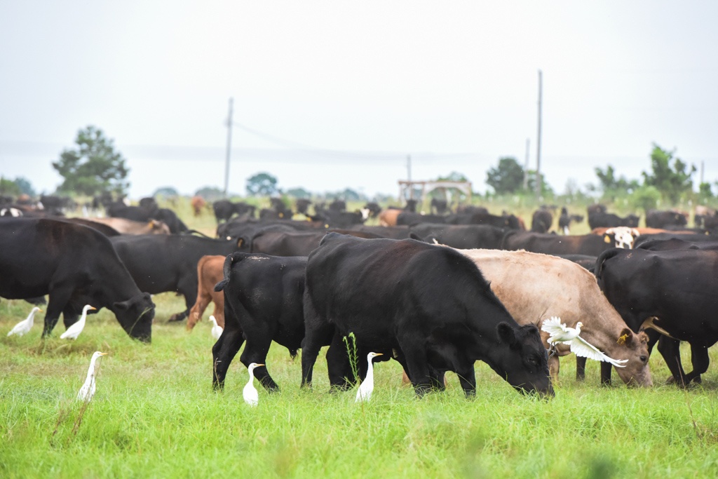 cattle egrets explore with cattle the warm season forage