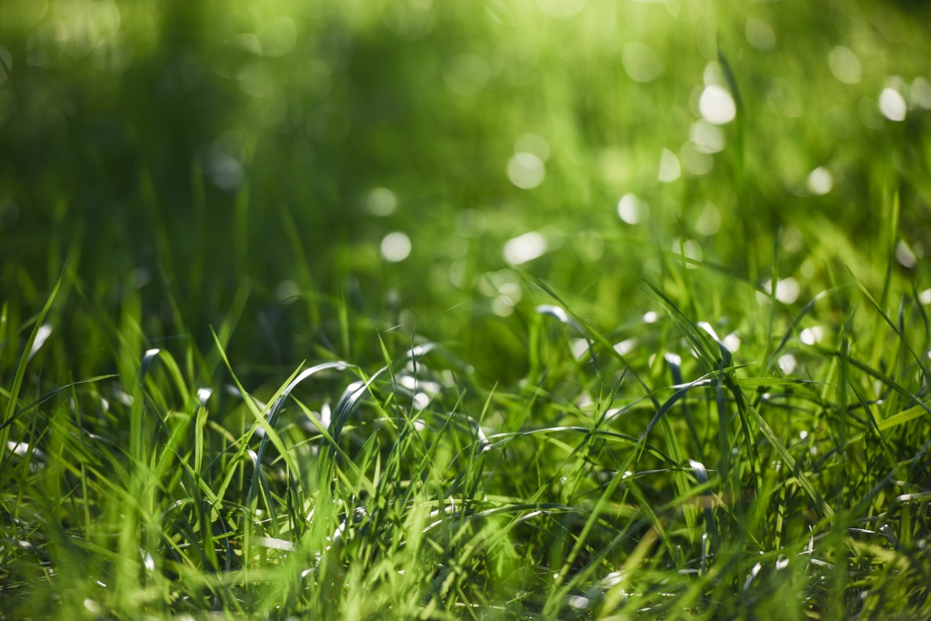 Grass at White Oak Pastures