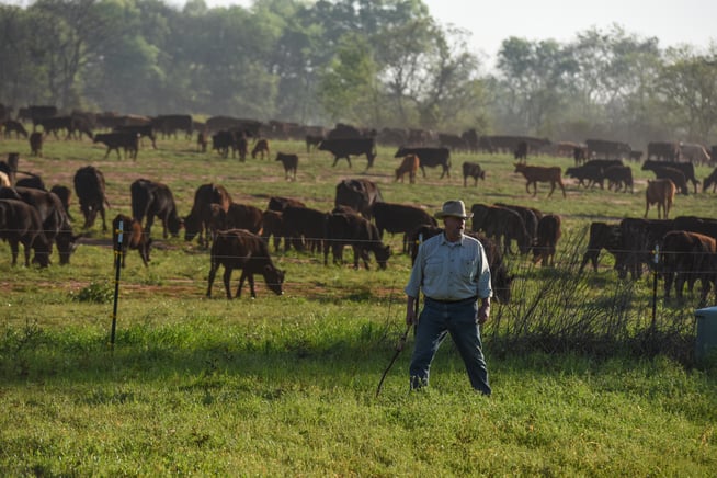 Will Harris with his herd of pasture raised beef cattle at White Oak Pastures