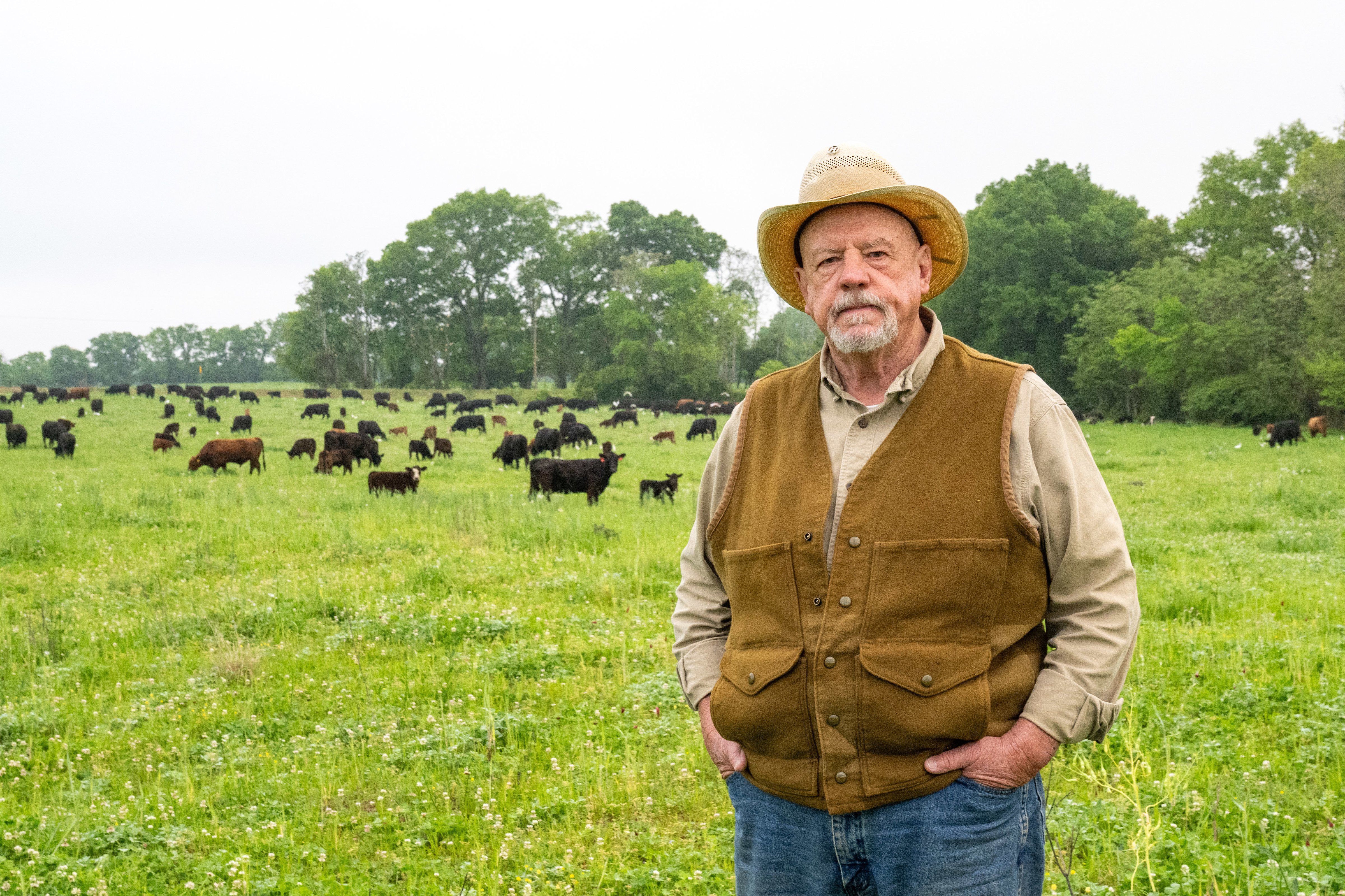 David_Carr_DSC_4120_will_harris_cattle