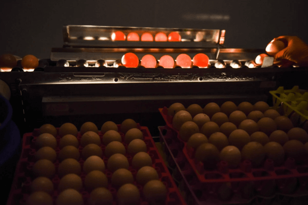 Egg candling pasture raised eggs
