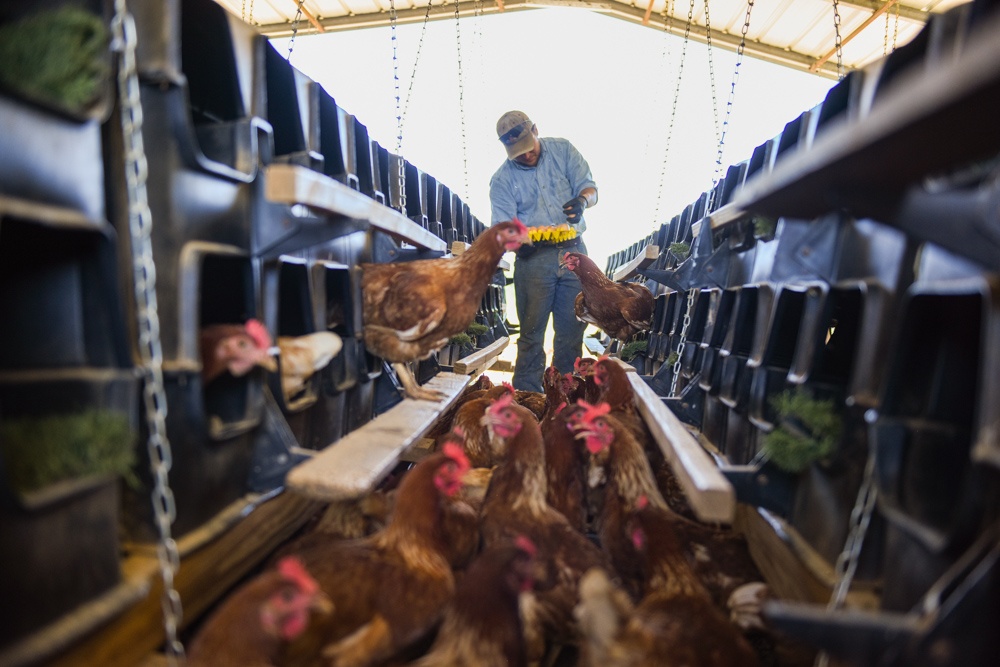 laying hens pasture raised eggs