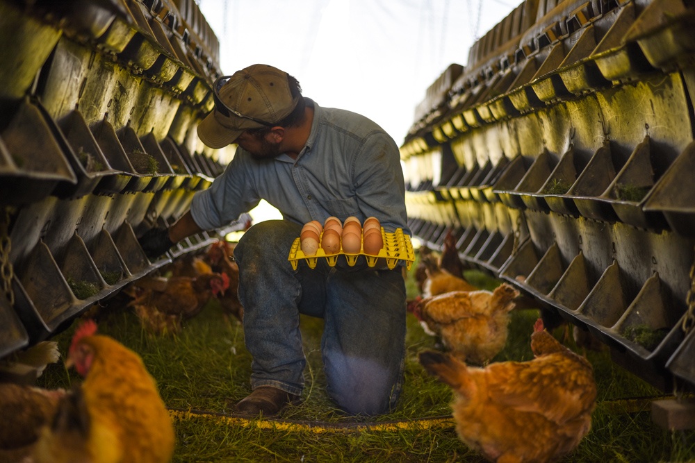 poultry manager