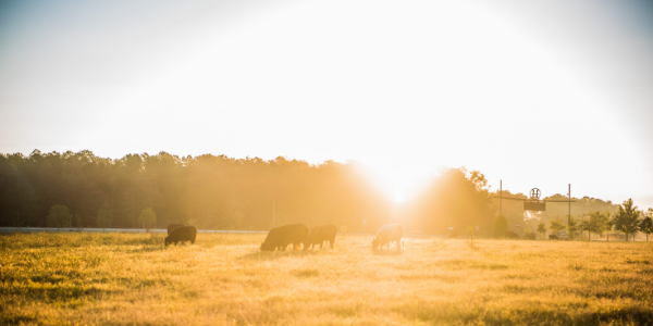 Grassfed Cattle sunrise in pasture