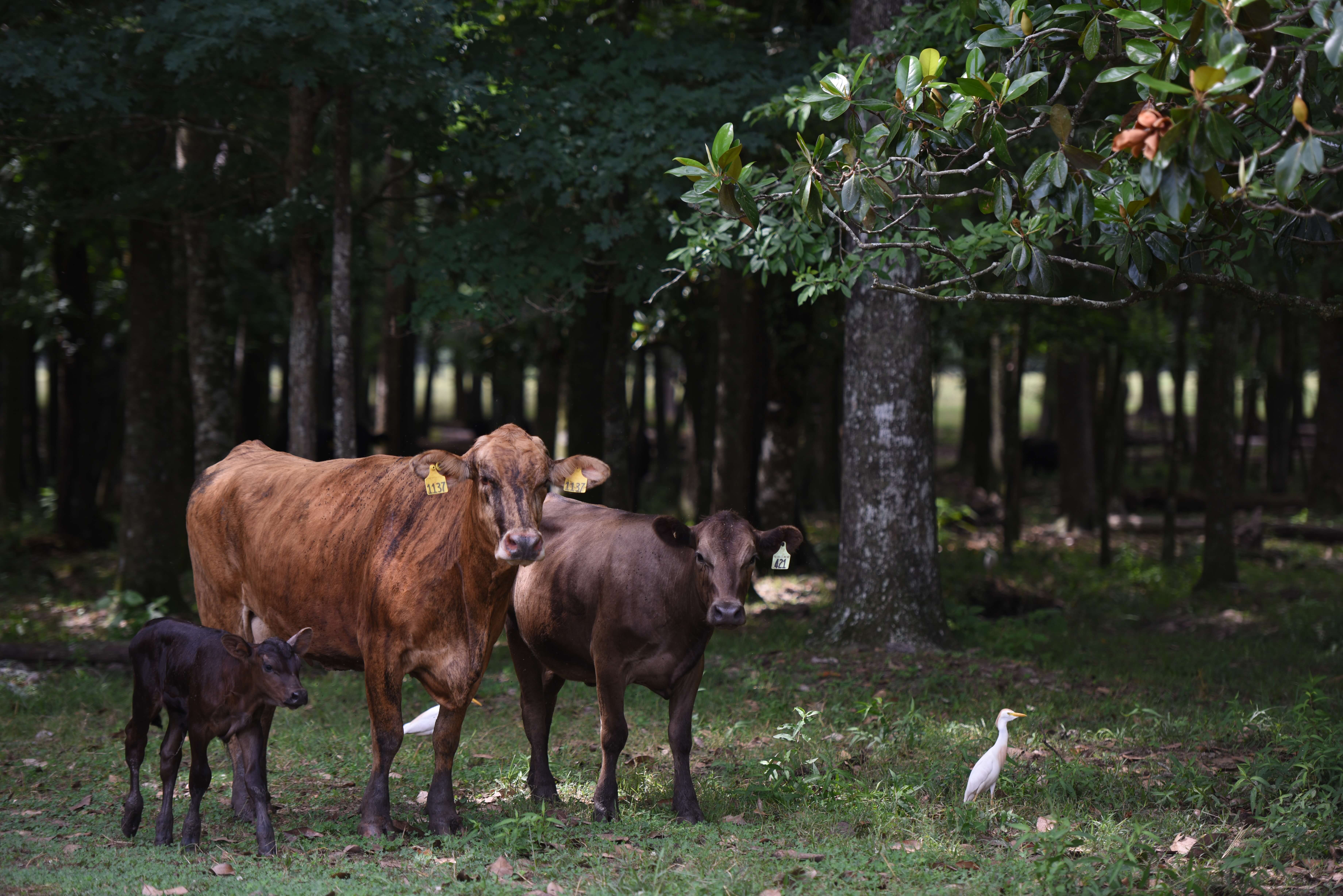 Grassfed cattle and egrets