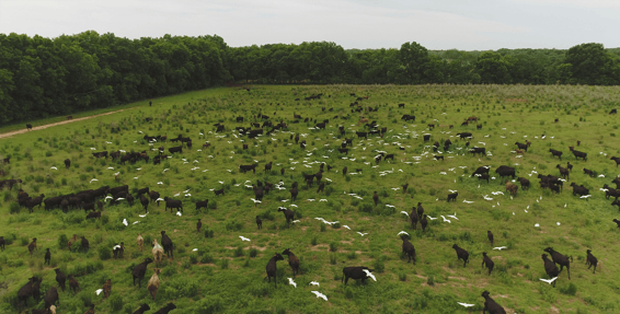 Grassfed cattle and egrets