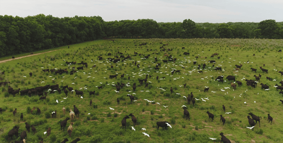 Animal pasture with 0 yield
