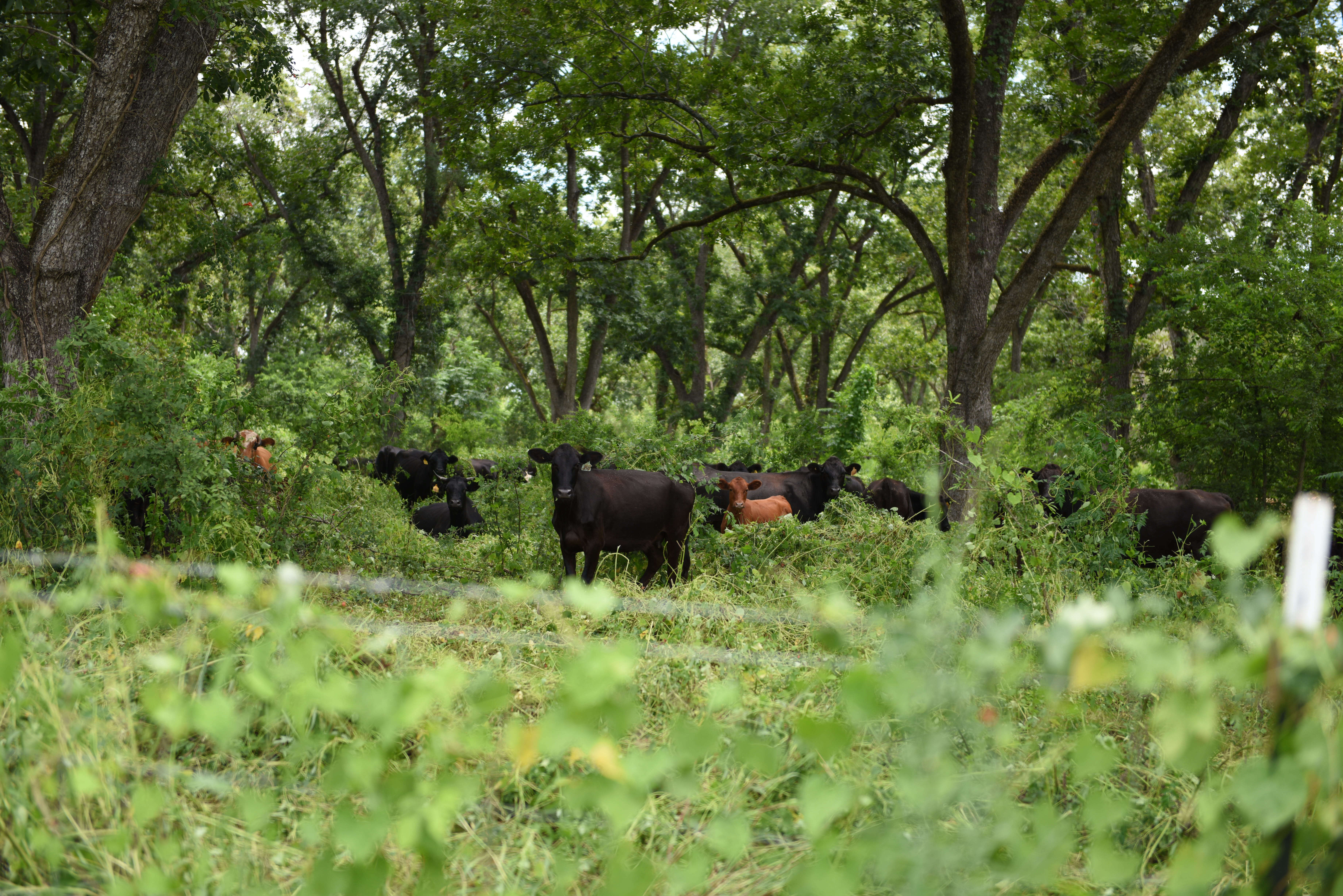 Grassfed cattle in forest (1)