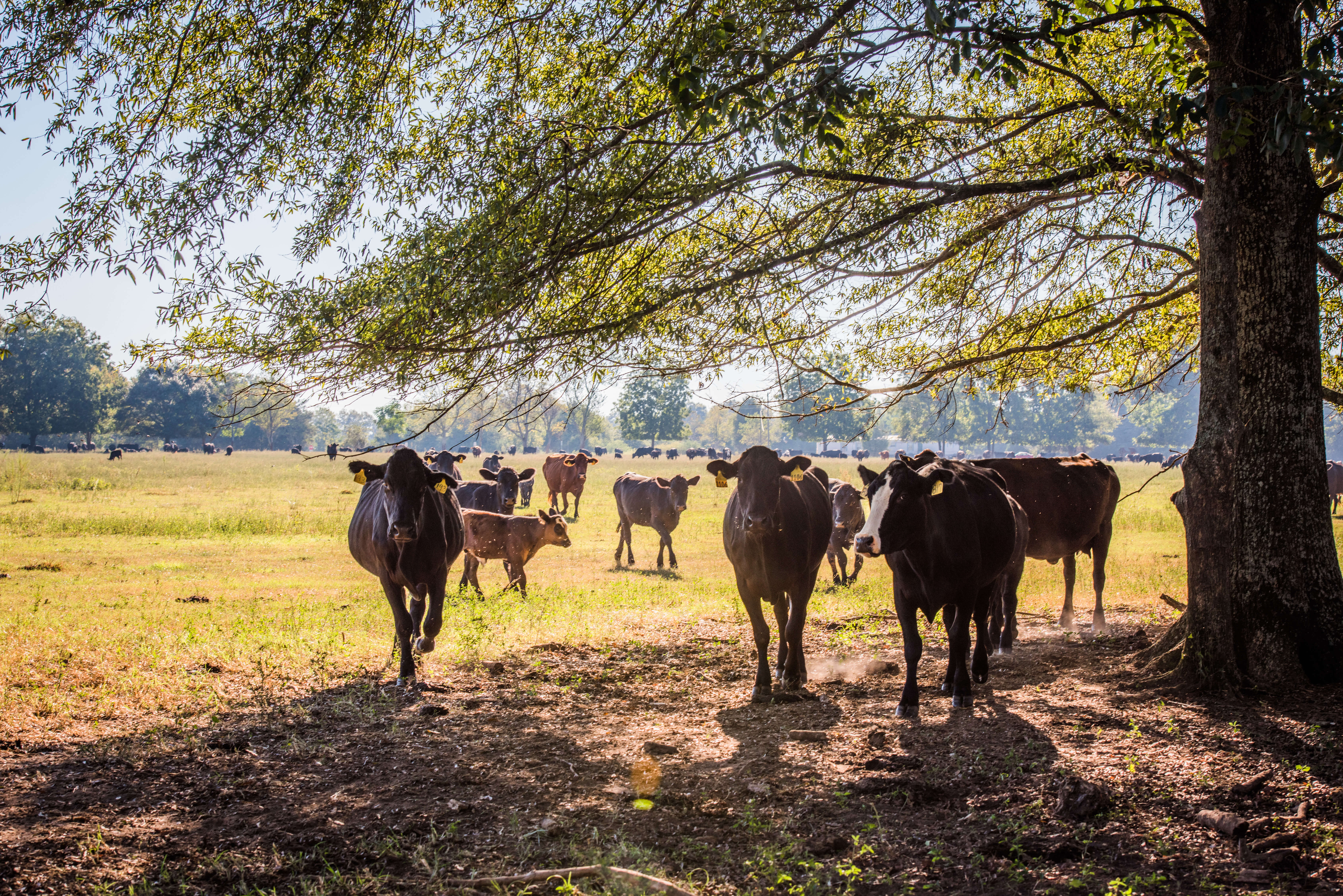 Grassfed cattle on pasture savannah