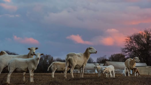 Grassfed lamb sheep resting in pasture