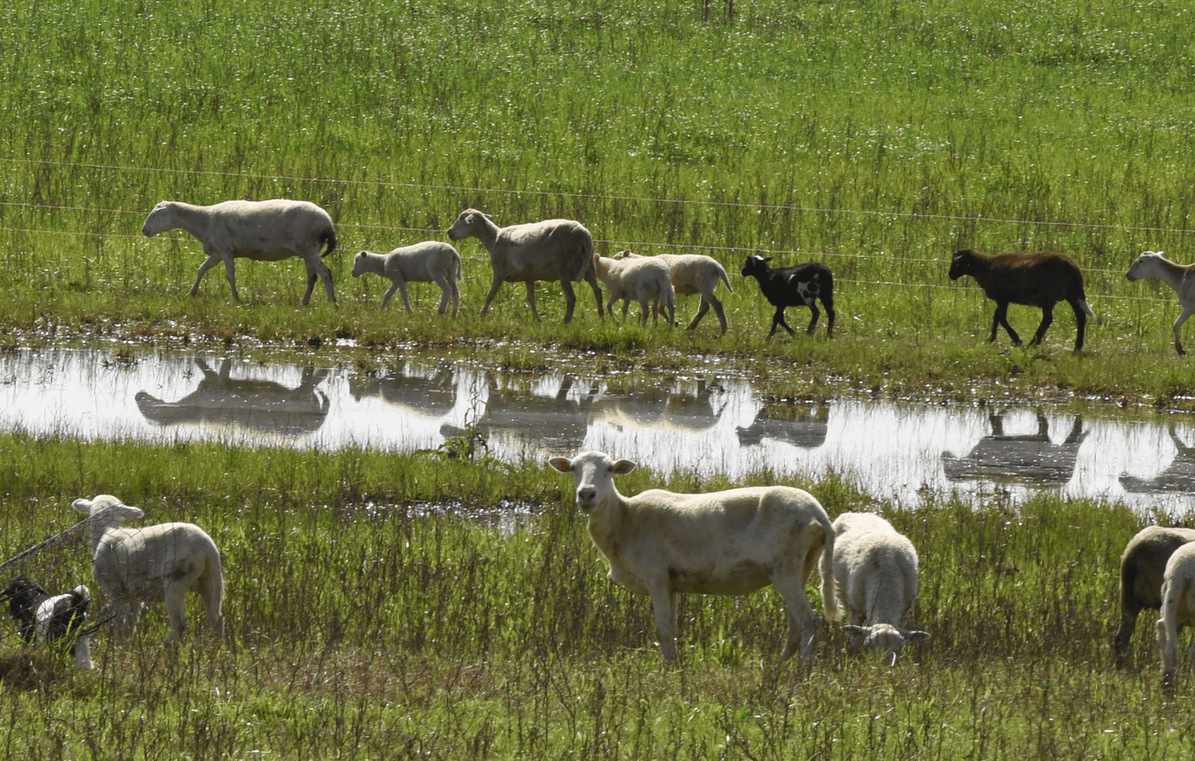 Grassfed sheep in pasture reflection