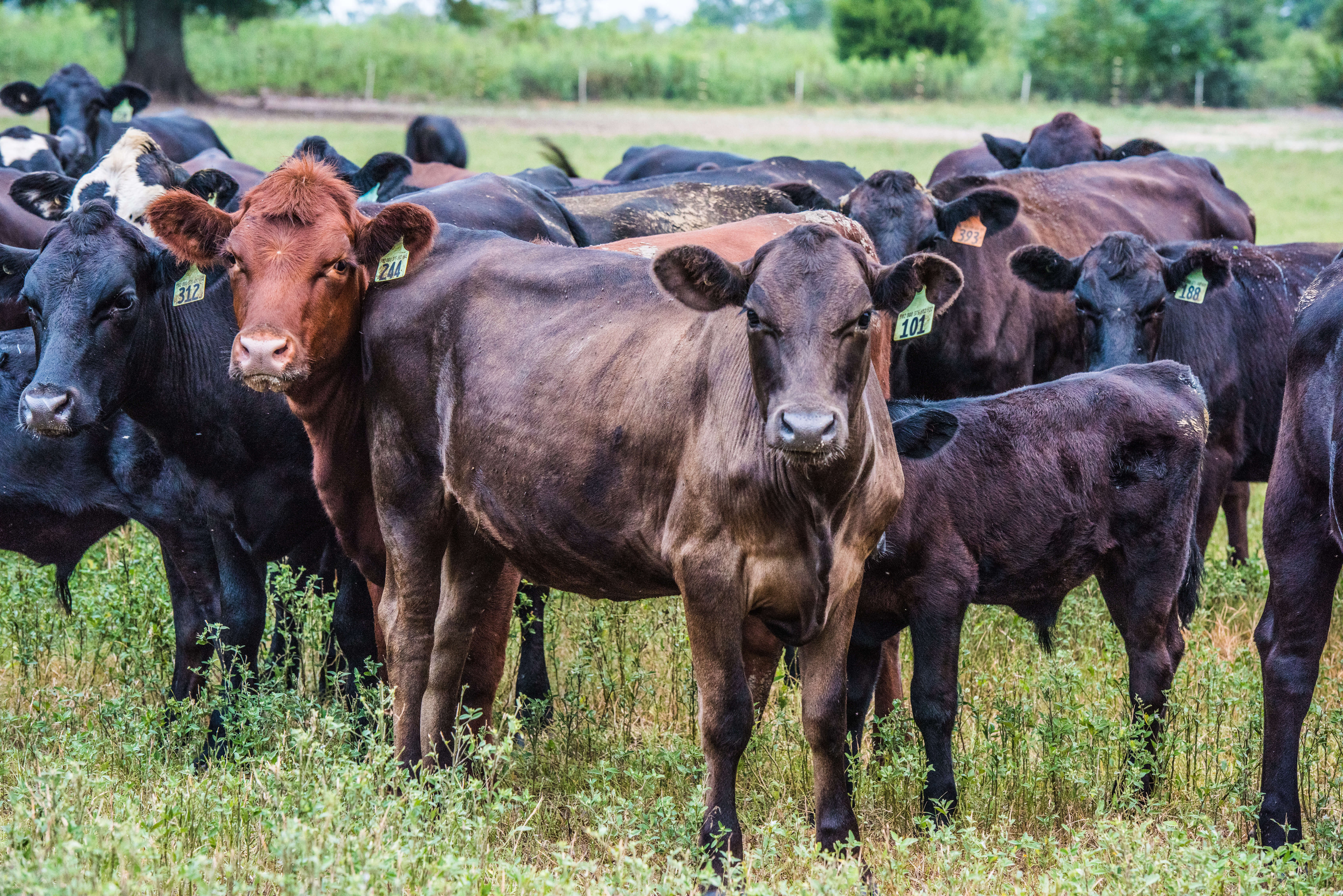 Grazing Heffer Calf Multi Colors