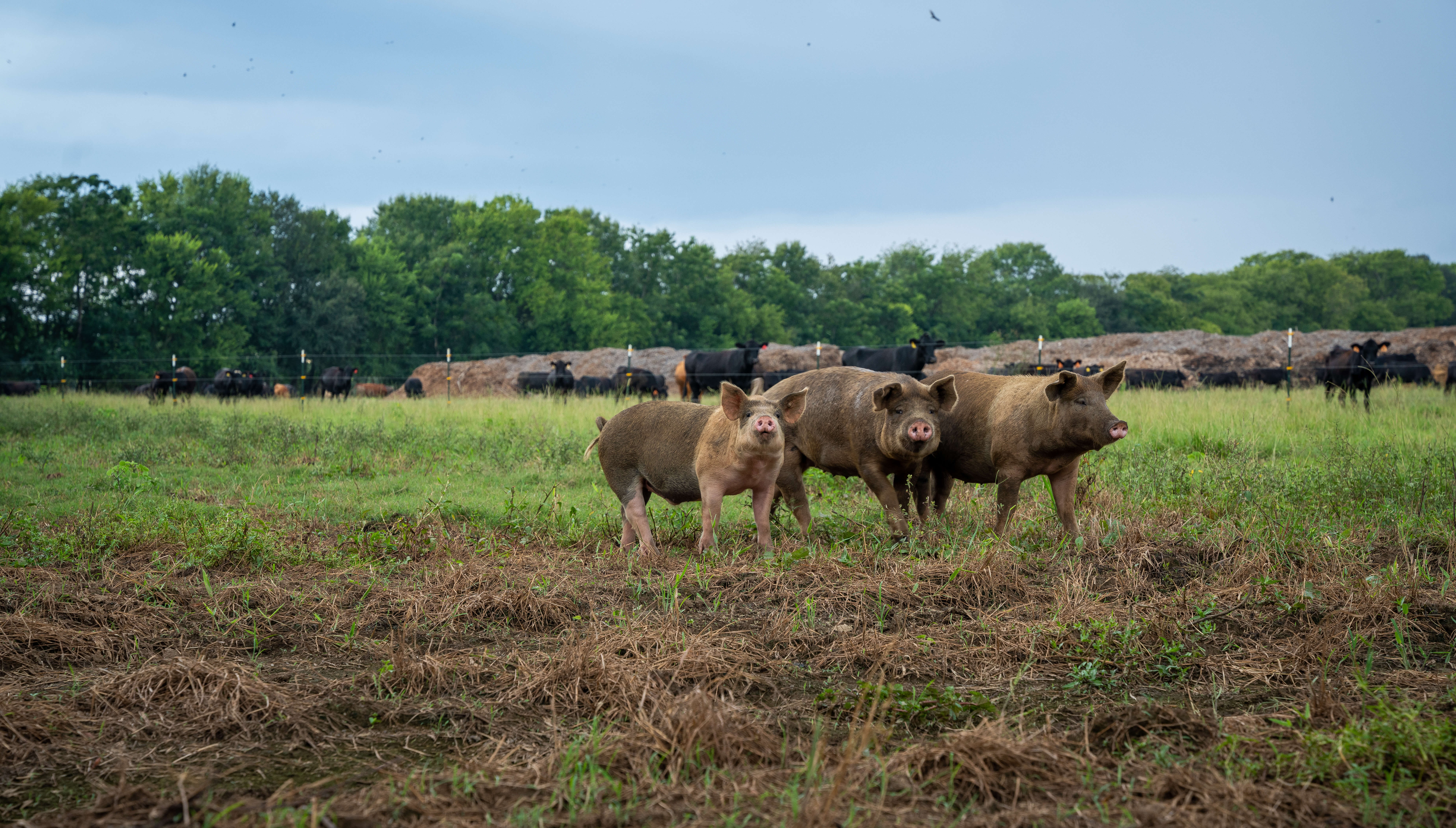 Hogs in pasture