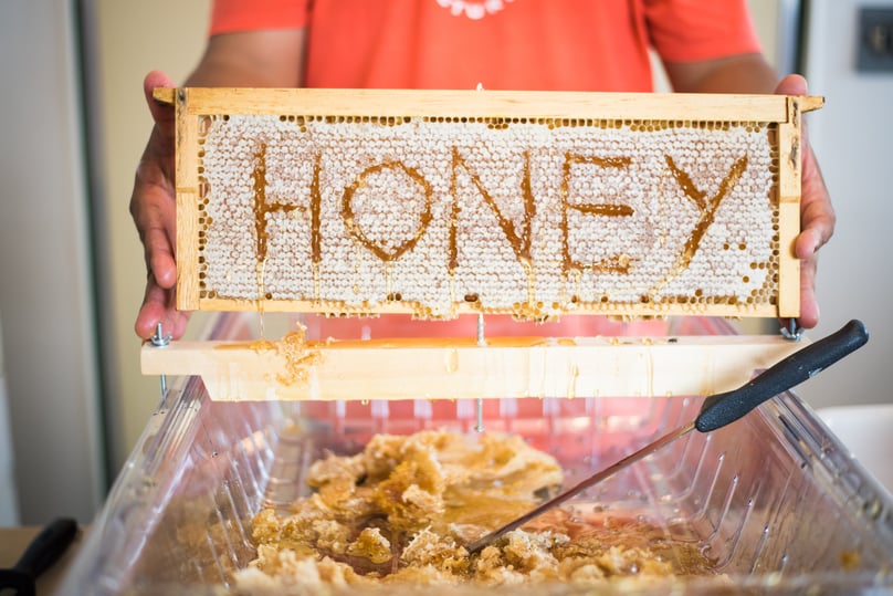 Honey Harvest 8-16-2016-5.jpg