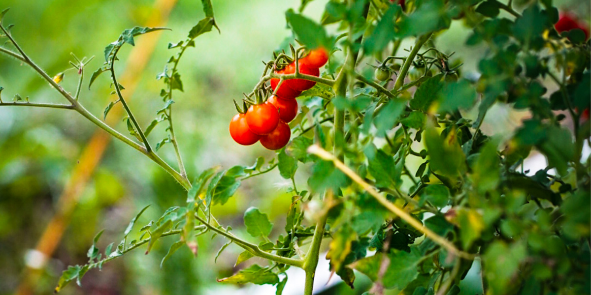 How We Garden with Regenerative Practices...