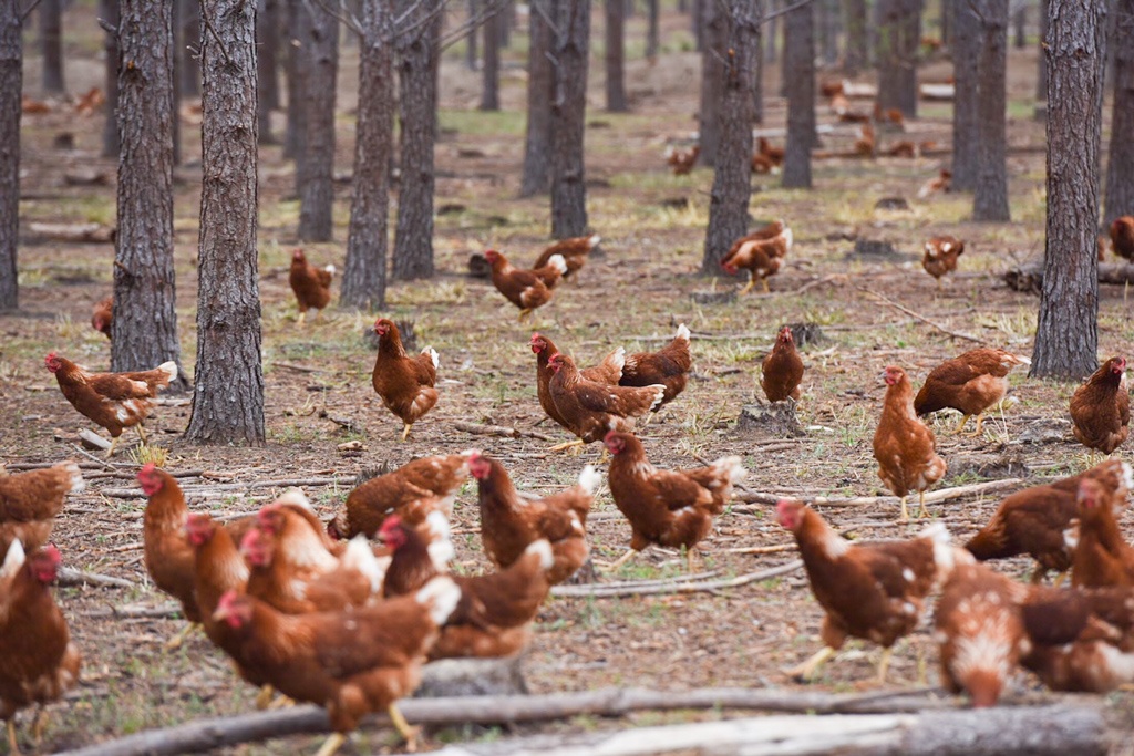  Our hens wandering through the shade of the planted pines which play a role in our silvopasture portion of our Serengeti model. 