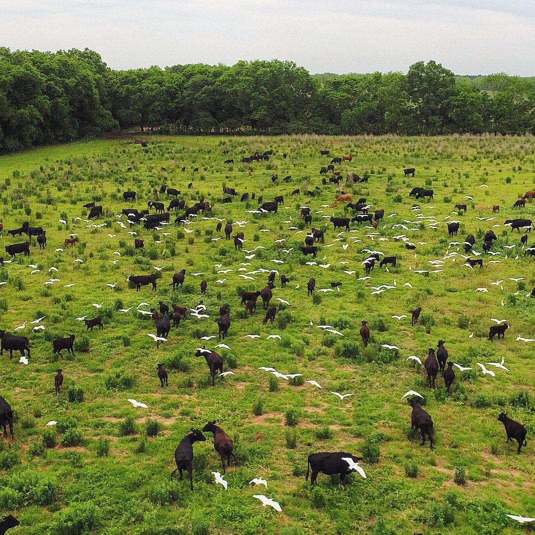 Drone footage of cattle egrets flying over the cow calf herd on mill pond pasture