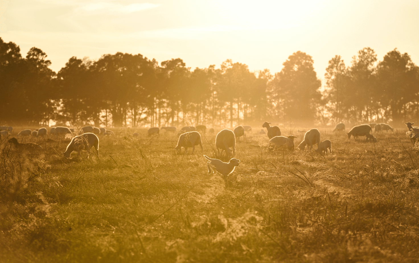 Lamb in pasture sunrise