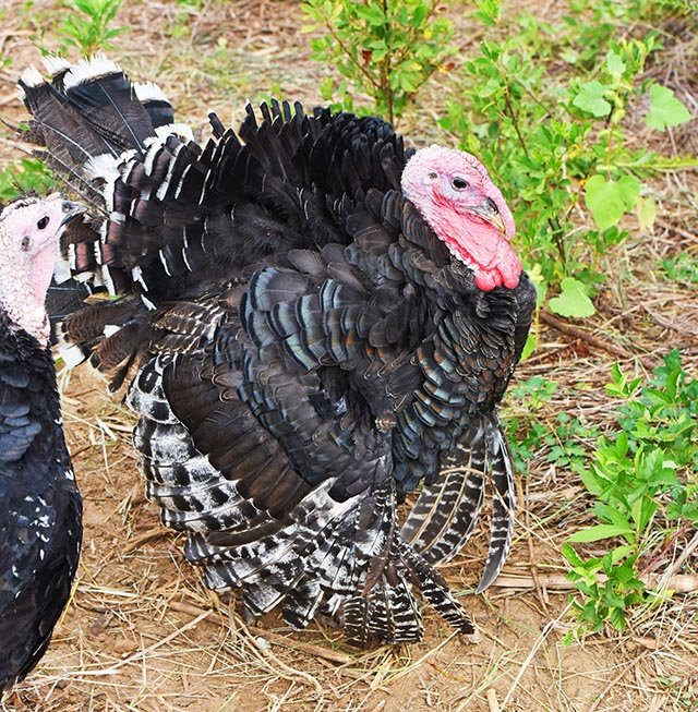 Certified humane White Oak Pastures Turkeys just living life