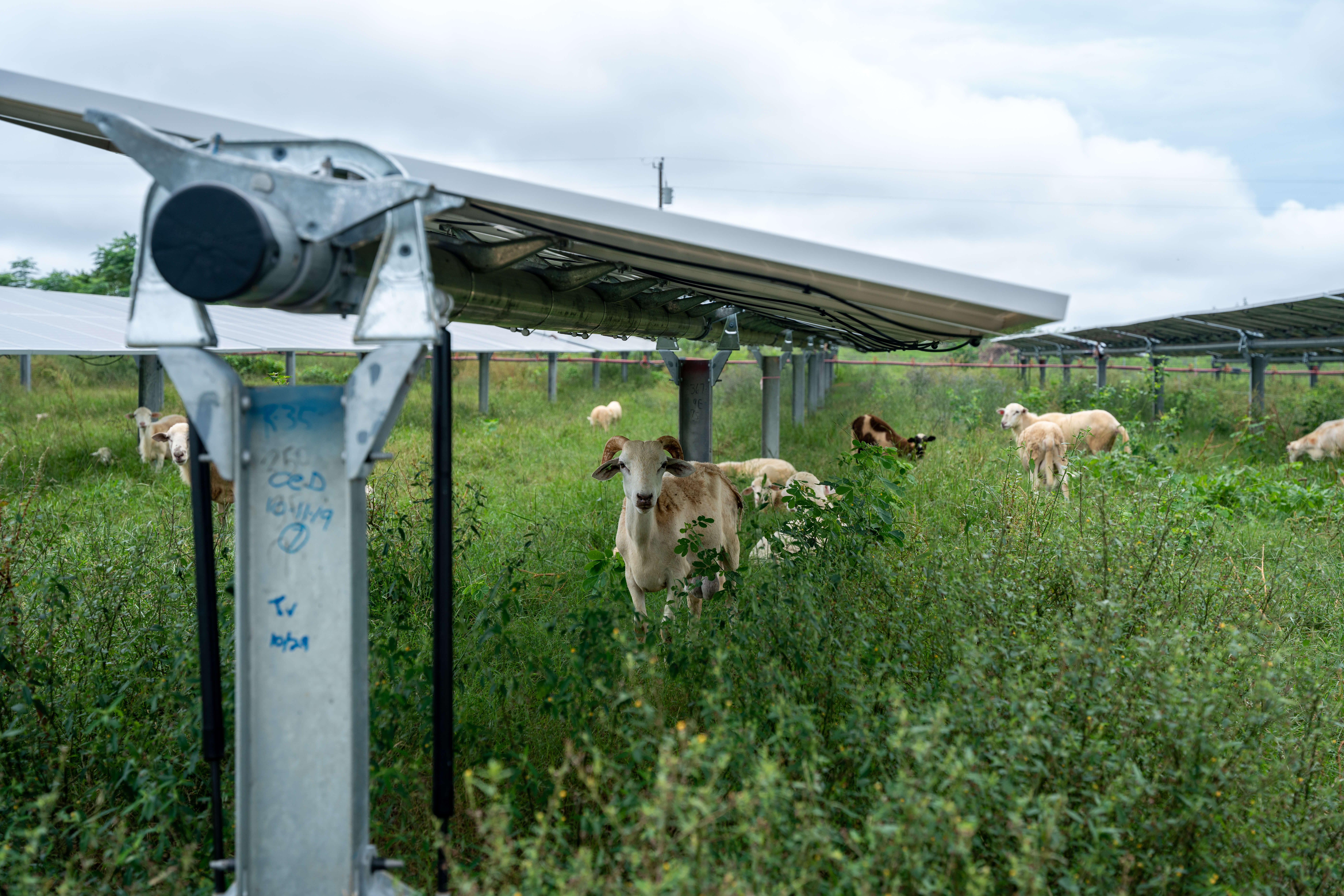 Managed grazing as vegetation control for solar farms
