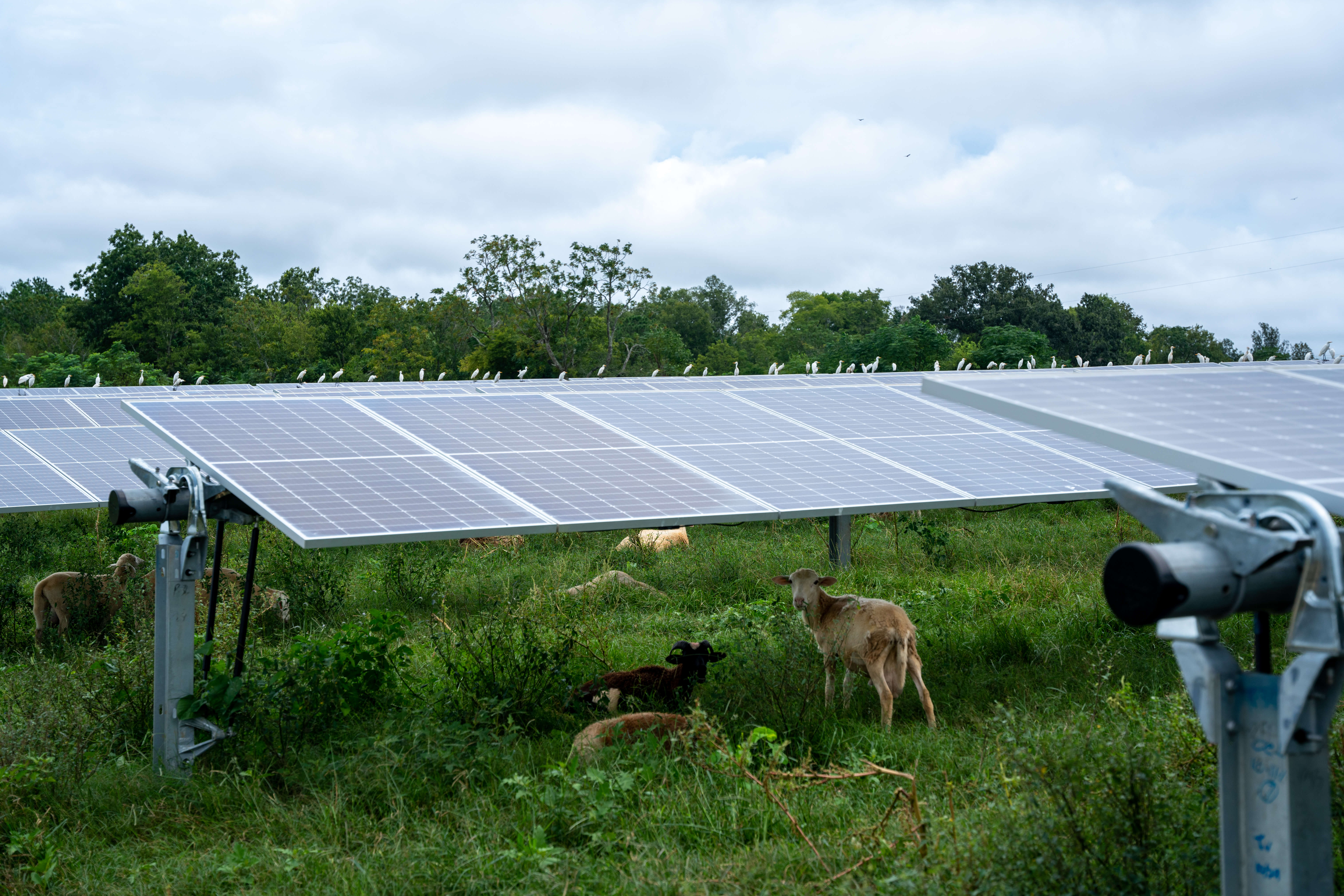 Managed grazing solar farm sheep