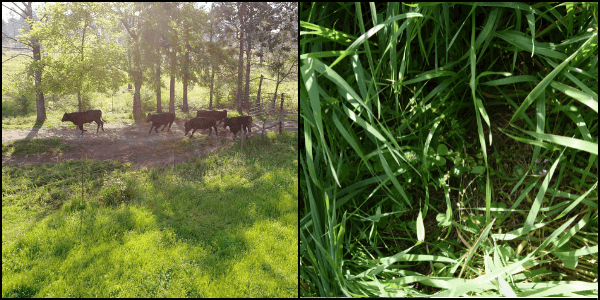 Microbial cycle perennial grasses pasture no till