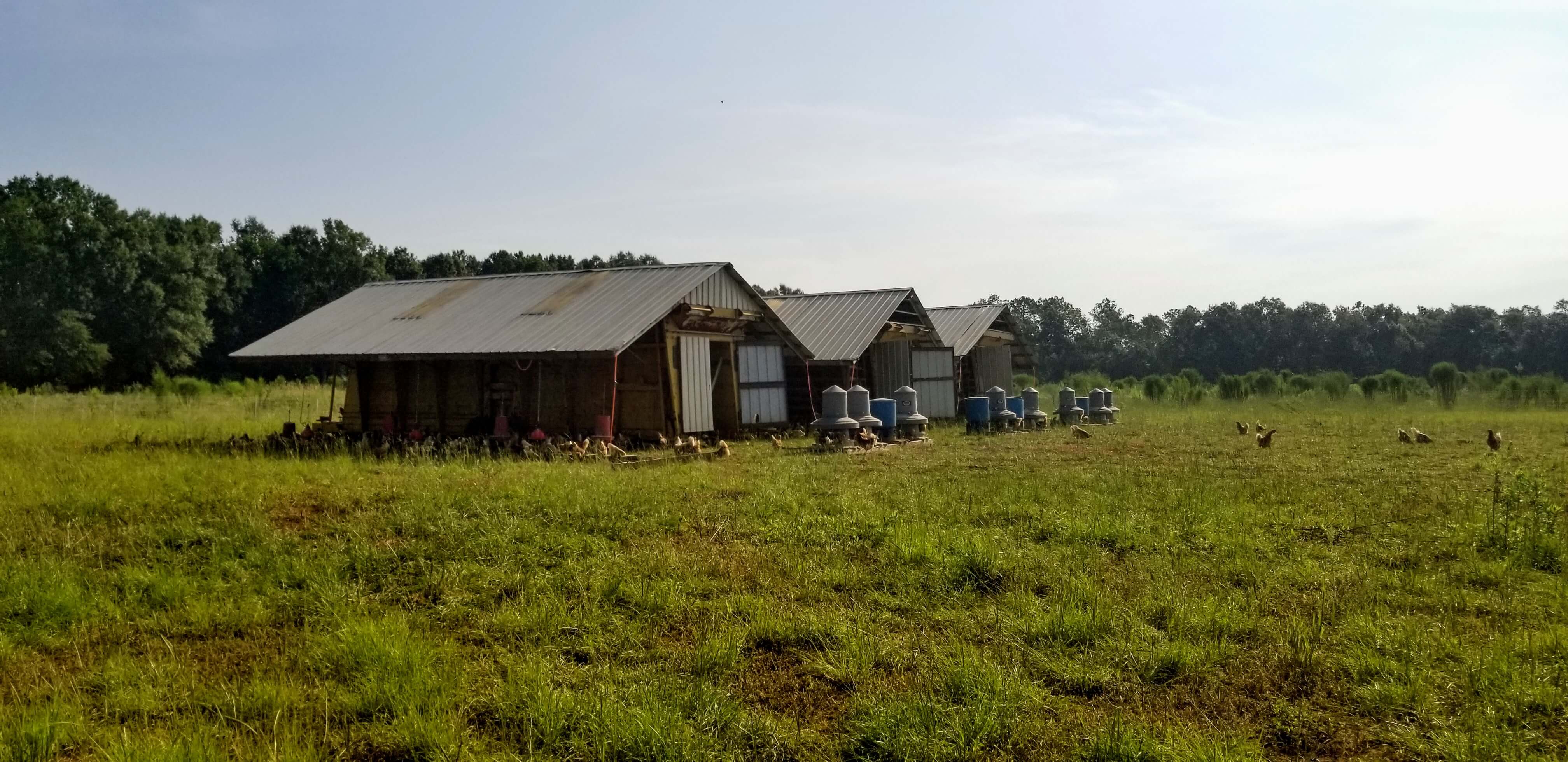 Mobile hen houses pasture raised chicken