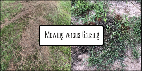 Mowing vs grazing (1)