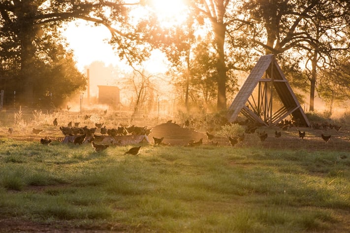 Multispecies, chicken, cows, calves, sheep, chicken house, morning, pastures, water, cattle, brindle -5335.jpg